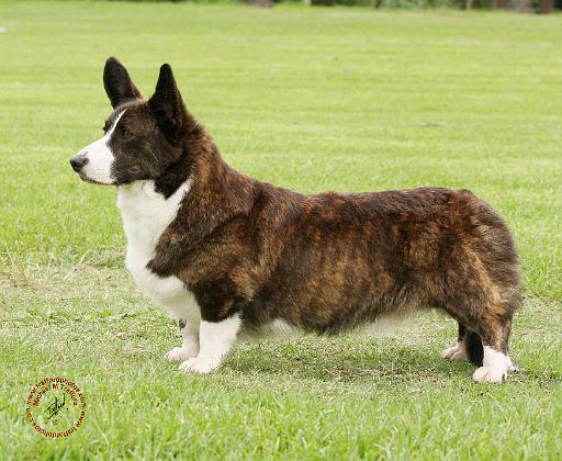 Welsh Corgi Cardigan 9Y501D-091.JPG